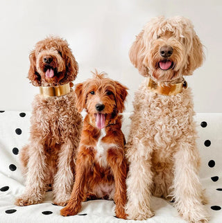 Articoli per animali domestici