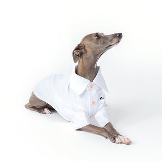 Camicia per cani in bambù antiallergica rinfrescante