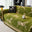 Cavallo verde